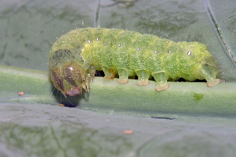 Mamestra brassicae